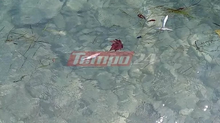 Αποτρόπαιο θέαμα: Γέμισε νεκρά ψάρια η θάλασσα στον Ψαθόπυργο Αχαΐας (εικόνες)